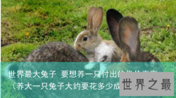 世界最大兔子 要想养一只付出的代价真高（养大一只兔子大约要花多少成本）