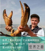 世界上最大的龙虾 它从尾端到钳尖长约1.2米，重19公斤（世界上最大的淡水小龙虾）