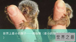 世界上最小的猴子——拇指猴（最小的猴子长什么样）