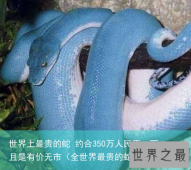 世界上最贵的蛇 约合350万人民币，而且是有价无市（全世界最贵的蛇图片）