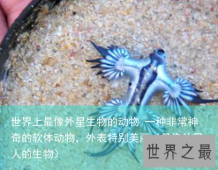 世界上最像外星生物的动物 一种非常神奇的软体动物，外表特别美丽（最像外星人的生物）