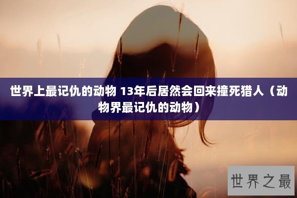 世界上最记仇的动物 13年后居然会回来撞死猎人（动物界最记仇的动物）