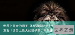 世界上最大的狮子 体型通常比他们大上40公分左右（世界上最大的狮子多少斤体重）