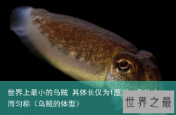 世界上最小的乌贼 其体长仅为1厘米，身体小而匀称（乌贼的体型）