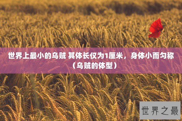 世界上最小的乌贼 其体长仅为1厘米,身体小而匀称(乌贼的体型) 世界上最小的乌贼 其体长仅为1厘米,身体小而匀称(乌贼的体型)