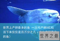 世界上产卵最多的鱼 一次可产卵3亿粒活下来仅仅是百万分之几（单次产卵最多的鱼）