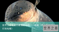 世界上发电能力最强的动物——电鳗（什么动物可以打败电鳗）