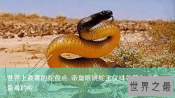 世界上最毒的蛇盘点 帝皇眼镜蛇王仅排名第九（最最毒的蛇）
