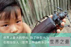 世界上最大的甲虫 除了体型大之外，咬合力也相当惊人（世界上甲虫有多少种）