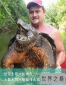 世界上最大的水龟——真鳄龟（世界上最大的水龟是什么鬼）