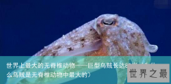 世界上最大的无脊椎动物——巨型乌贼长达80米（为什么乌贼是无脊椎动物中最大的）