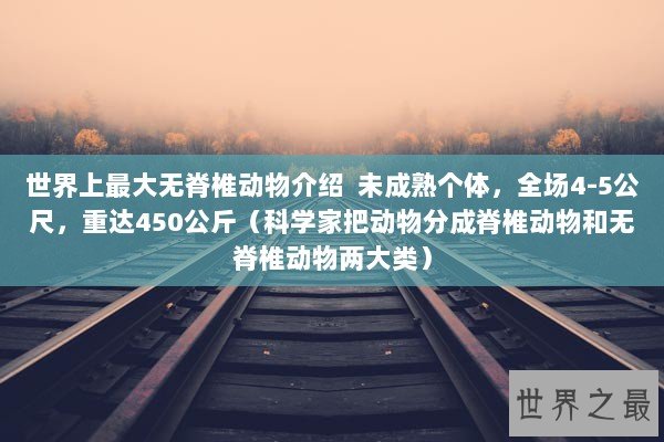 世界上最大无脊椎动物介绍 未成熟个体,全场4-5公尺,重达450公斤(科学家把动物分成脊椎动物和无脊椎动物两大类) 世界上最大无脊椎动物介绍 未成熟个体,全场4-5公尺,重达450公斤(科学家把动物分成脊椎动物和无脊椎动物两大类)