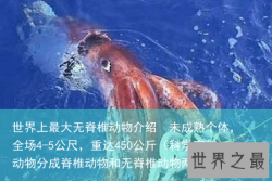 世界上最大无脊椎动物介绍  未成熟个体，全场4-5公尺，重达450公斤（科学家把动物分成脊椎动