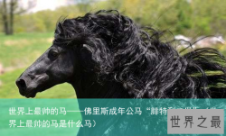 世界上最帅的马——佛里斯成年公马“腓特烈二世”（世界上最帅的马是什么马）