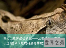 世界上毒牙最长的蛇——加蓬蝰蛇，毒牙长达5厘米（蝰蛇科最毒的蛇）