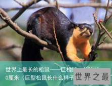 世界上最长的松鼠——巨松鼠，长达100厘米（巨型松鼠长什么样子）