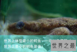 世界上体型最小的鳄鱼——非洲侏儒鳄（世界上最小的鳄鱼是谁）
