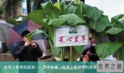 世界上最贵的蔬菜——菜心至尊（世界上最昂贵的蔬菜）