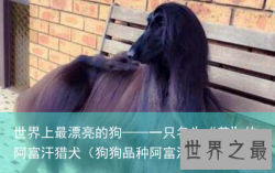 世界上最漂亮的狗——一只名为“茶”的阿富汗猎犬（狗狗品种阿富汗猎犬）