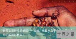 世界上最好吃的蚂蚁——蜜蚁，被捉来当零食吃（寻找食物的蚂蚁叫什么）
