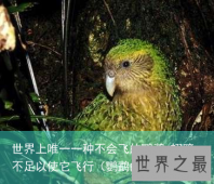 世界上唯一一种不会飞的鹦鹉 翅膀不足以使它飞行（鹦鹉的飞行）