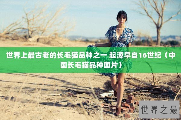 世界上最古老的长毛猫品种之一 起源早自16世纪（中国长毛猫品种图片）