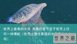 世界上最毒的水母 毒素烈度不亚于世界上任何一种毒蛇（世界上毒性最强的水母是什么水母）