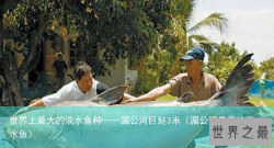 世界上最大的淡水鱼种——湄公河巨魾3米（湄公河最贵的淡水鱼）
