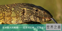 非洲最大的蜥蜴——尼罗河巨蜥（尼罗河巨蜥有多长）