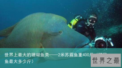 世界上最大的珊瑚鱼类——2米苏眉鱼重400斤（鳎目鱼最大多少斤）