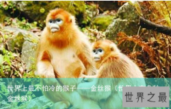 世界上最不怕冷的猴子——金丝猴（世界上有几种金丝猴）