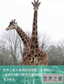 世界上最大最高的长颈鹿，长颈鹿Zulu高达5.8米（世界上最高的长颈鹿是多少米长）
