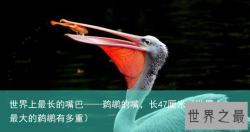 世界上最长的嘴巴——鹈鹕的嘴，长47厘米（世界上最大的鹈鹕有多重）