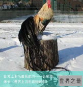 世界上羽毛最长的鸟——长尾鸡，羽毛12.5米长（世界上羽毛最短的鸟）