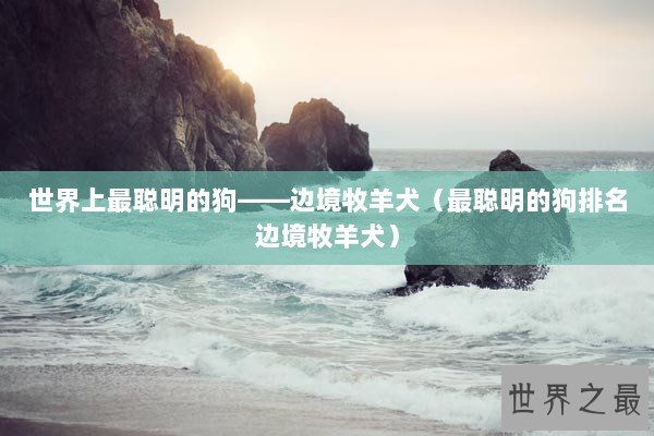 世界上最聪明的狗——边境牧羊犬（最聪明的狗排名边境牧羊犬）