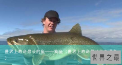 世界上寿命最长的鱼——狗鱼（世界上寿命最长的鱼排名）