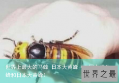 世界上最大的马蜂 日本大黄蜂（中国大虎头蜂和日本大黄蜂）