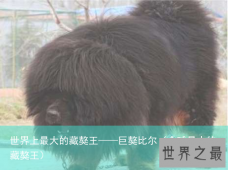 世界上最大的藏獒王——巨獒比尔（全球最大的藏獒王）