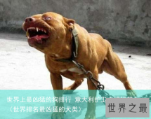 世界上最凶猛的狗排行 意大利护卫犬排行第七（世界排名最凶猛的犬类）
