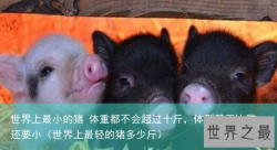 世界上最小的猪 体重都不会超过十斤，体型甚至比猫还要小（世界上最轻的猪多少斤）