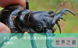 大王虎甲——世界上最大的食肉甲虫（大王虎甲虫图片）