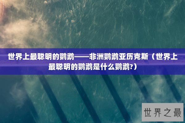 世界上最聪明的鹦鹉——非洲鹦鹉亚历克斯（世界上最聪明的鹦鹉是什么鹦鹉?）