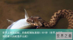 世界上最快的蛇，钓鱼蛇捕鱼速度0.001秒（世界上捕获到的最大的蛇是什么蛇）
