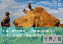 世界上最大的犀牛——白犀牛 被40名持枪部队24小时保护（警卫持枪守护北方白犀牛）