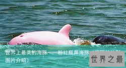 世界上最美的海豚——粉红瓶鼻海豚（海豚的外形图片介绍）