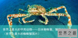 世界上最大的甲壳动物——日本蜘蛛蟹，蟹腿长达4米（世界上最大的蜘蛛蟹图片）