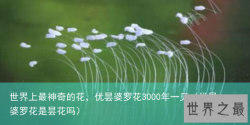 世界上最神奇的花，优昙婆罗花3000年一见（优昙婆罗花是昙花吗）