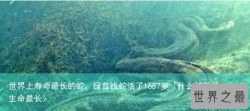 世界上寿命最长的蛇，绿茸线蛇活了1687岁（什么蛇活的生命最长）