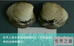 世界上最长寿的动物是什么？你知道吗？（世上最长寿的动物有哪些）