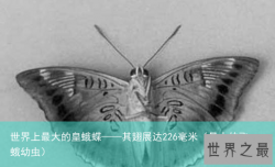 世界上最大的皇蛾蝶——其翅展达226毫米（最大的飞蛾幼虫）